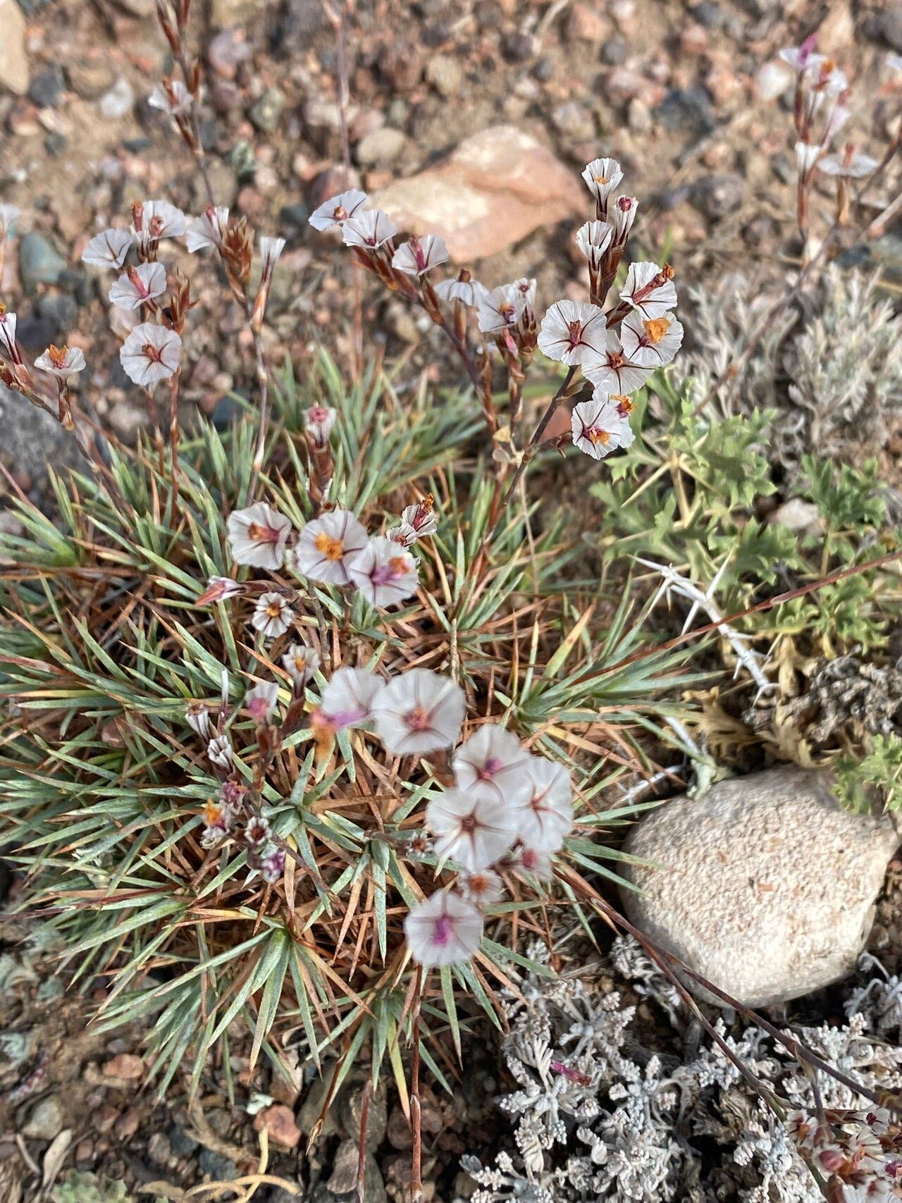 Acantholimon libanoticum flower