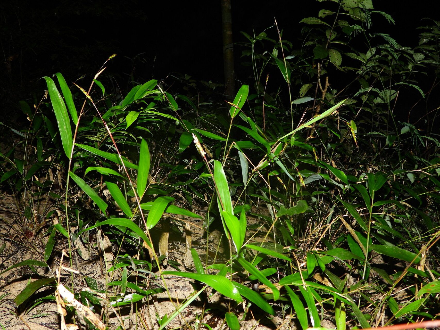 Olyra longifolia habit