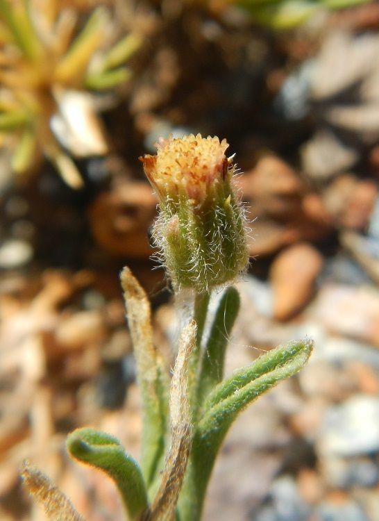 Erigeron lassenianus — search result for 'Erigeron'