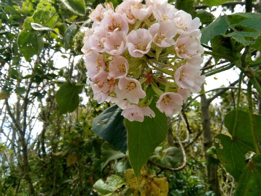 Dombeya pilosa flower