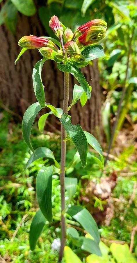 Alstroemeria psittacina habit