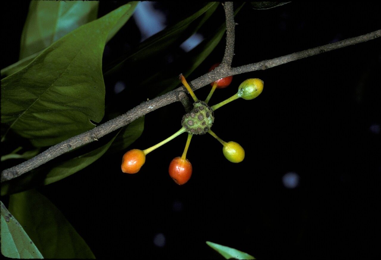 Huberantha rumphii fruit
