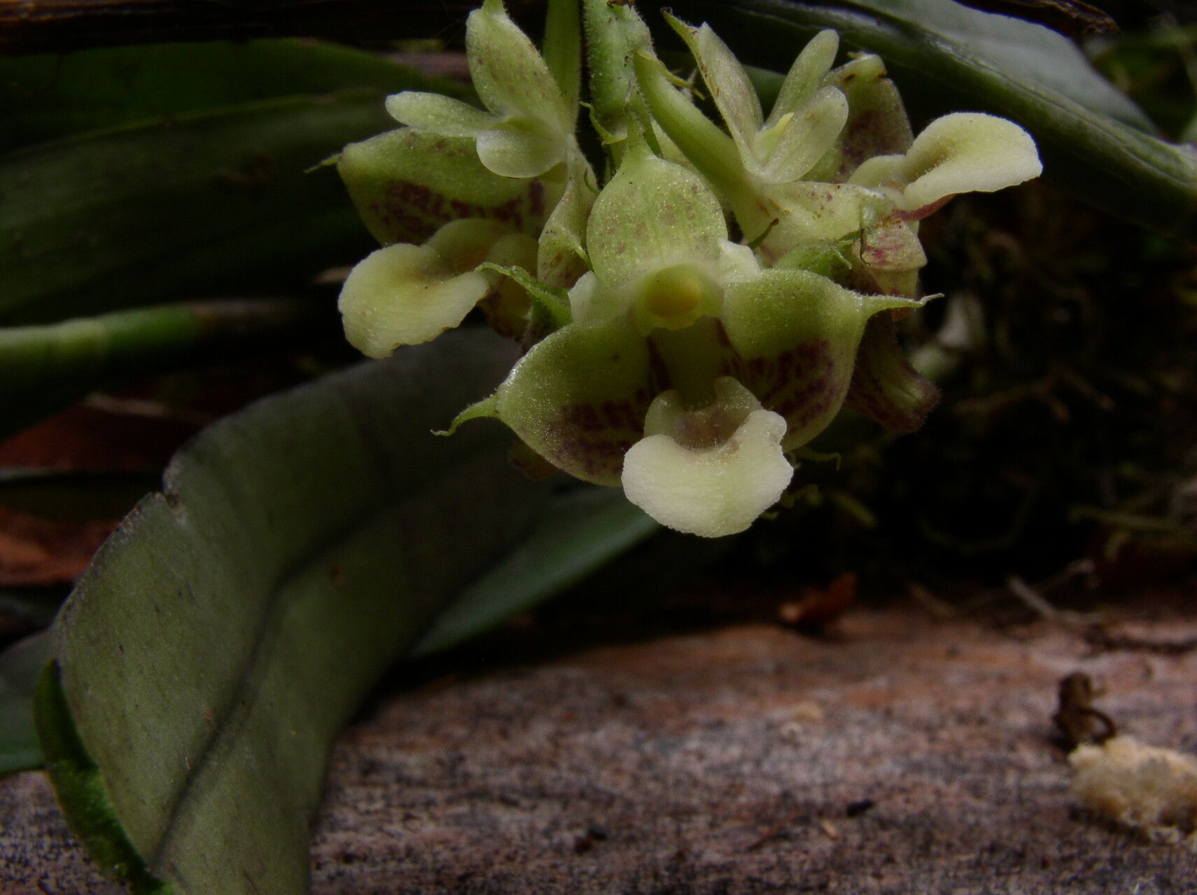 Polystachya carnosa — houseplant care guide