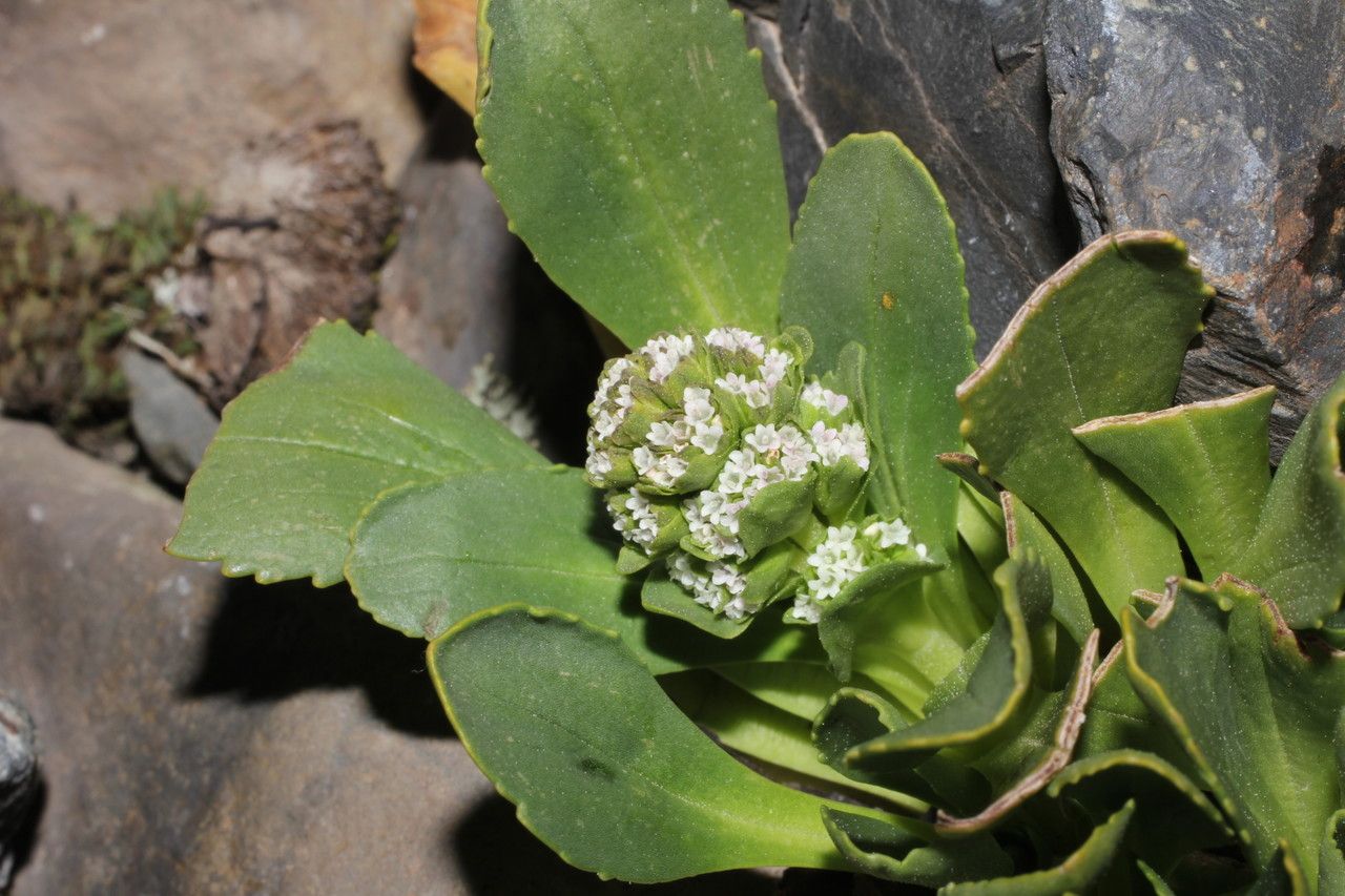 Valeriana nivalis flower
