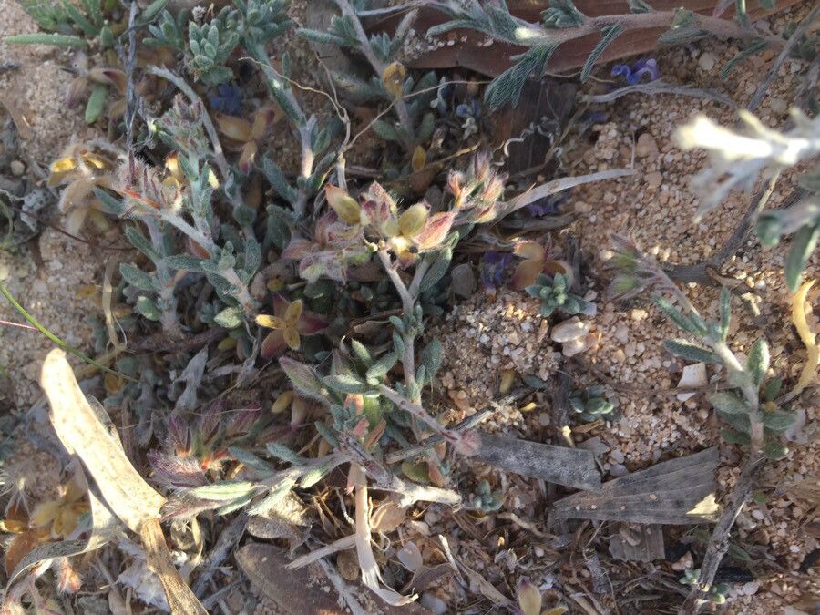 Echium arenarium leaf