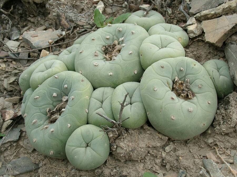 Lophophora diffusa — search result for 'Cactaceae'