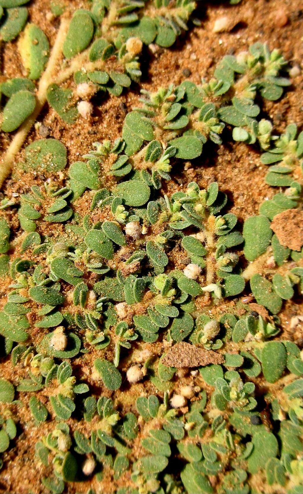 Euphorbia granulata fruit