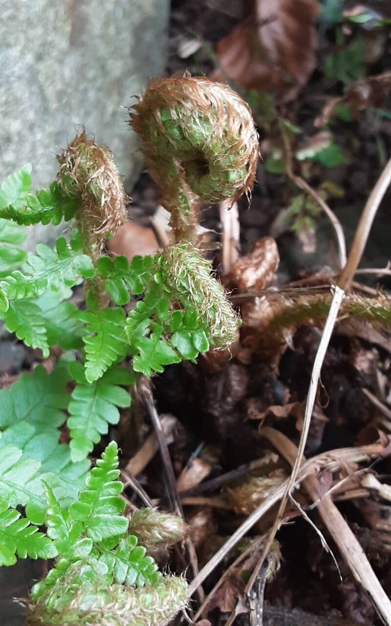 Dryopteris cambrensis leaf
