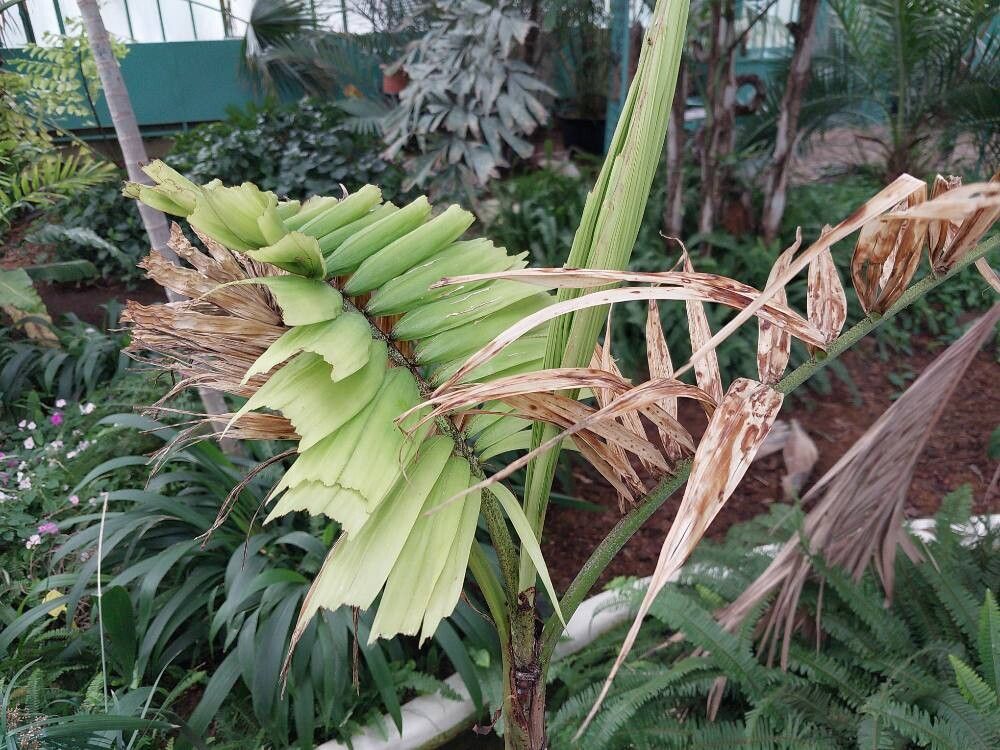 Ptychosperma burretianum leaf