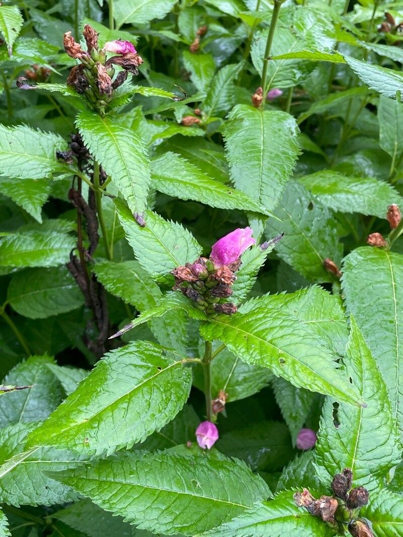 Chelone obliqua leaf
