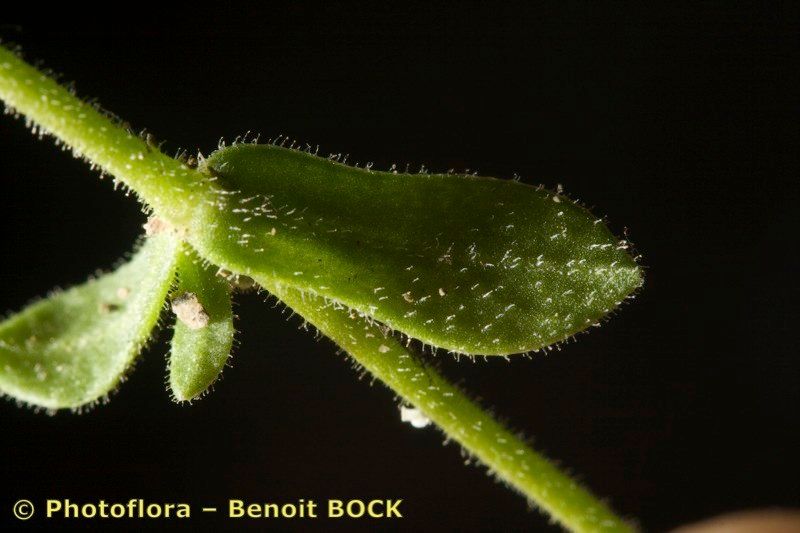 Arenaria hispanica — houseplant care guide