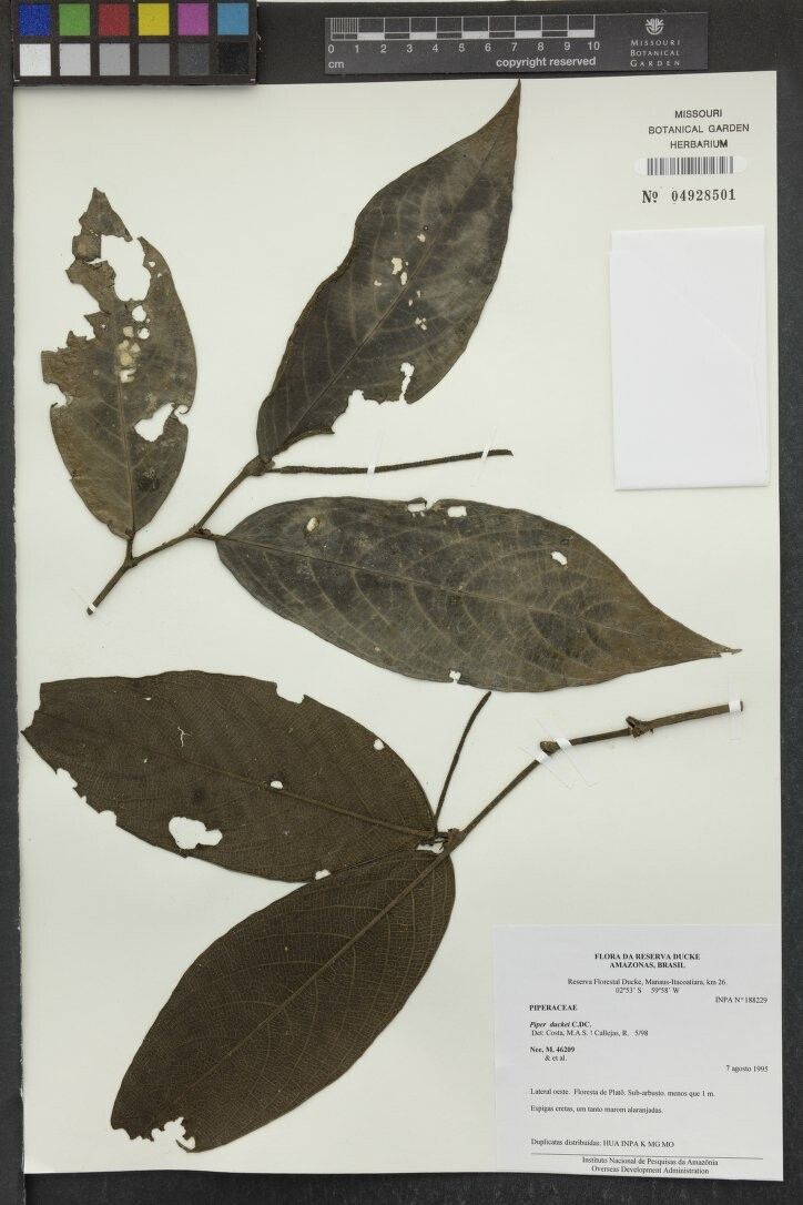 Piper duckei — houseplant care guide