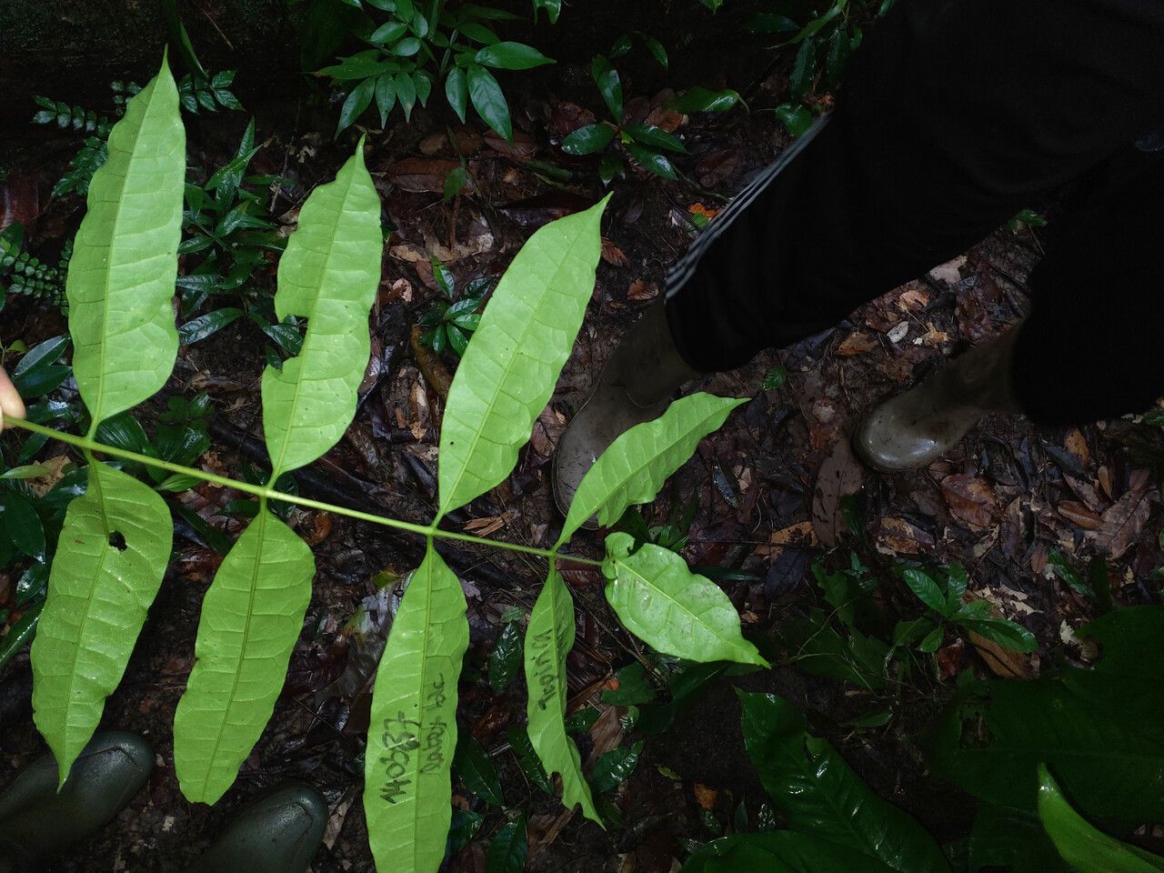 Protium subserratum — houseplant care guide