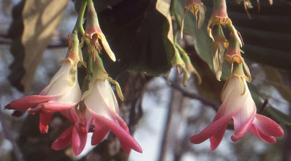 Dipterocarpus obtusifolius flower