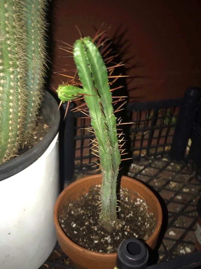 Euphorbia enopla bark