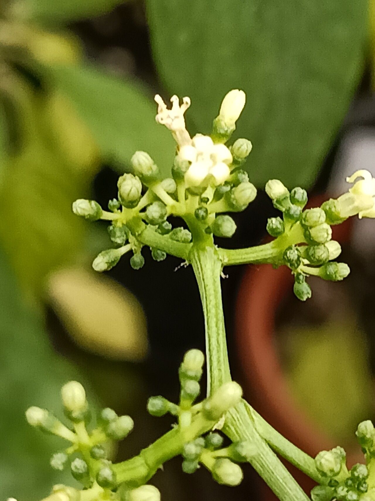 Psychotria calva flower
