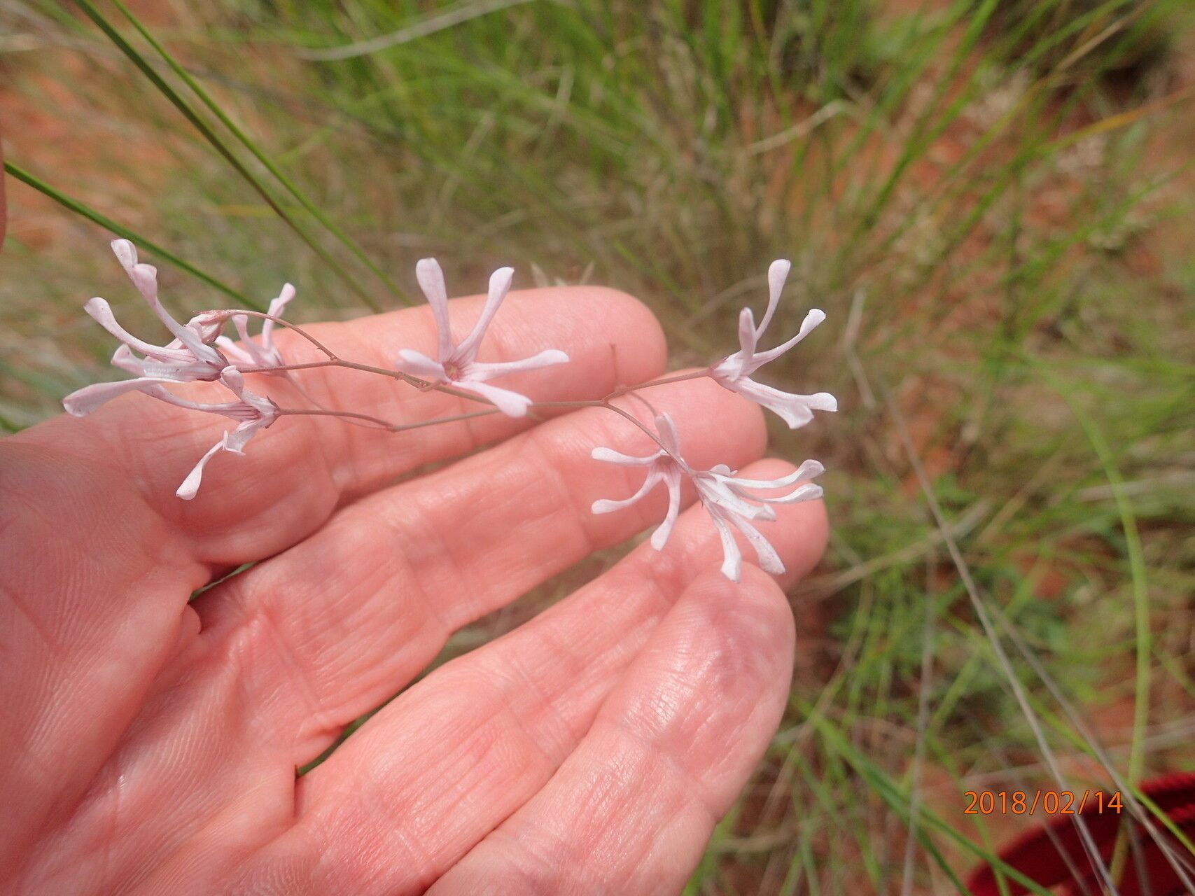 Ceropegia rubella flower