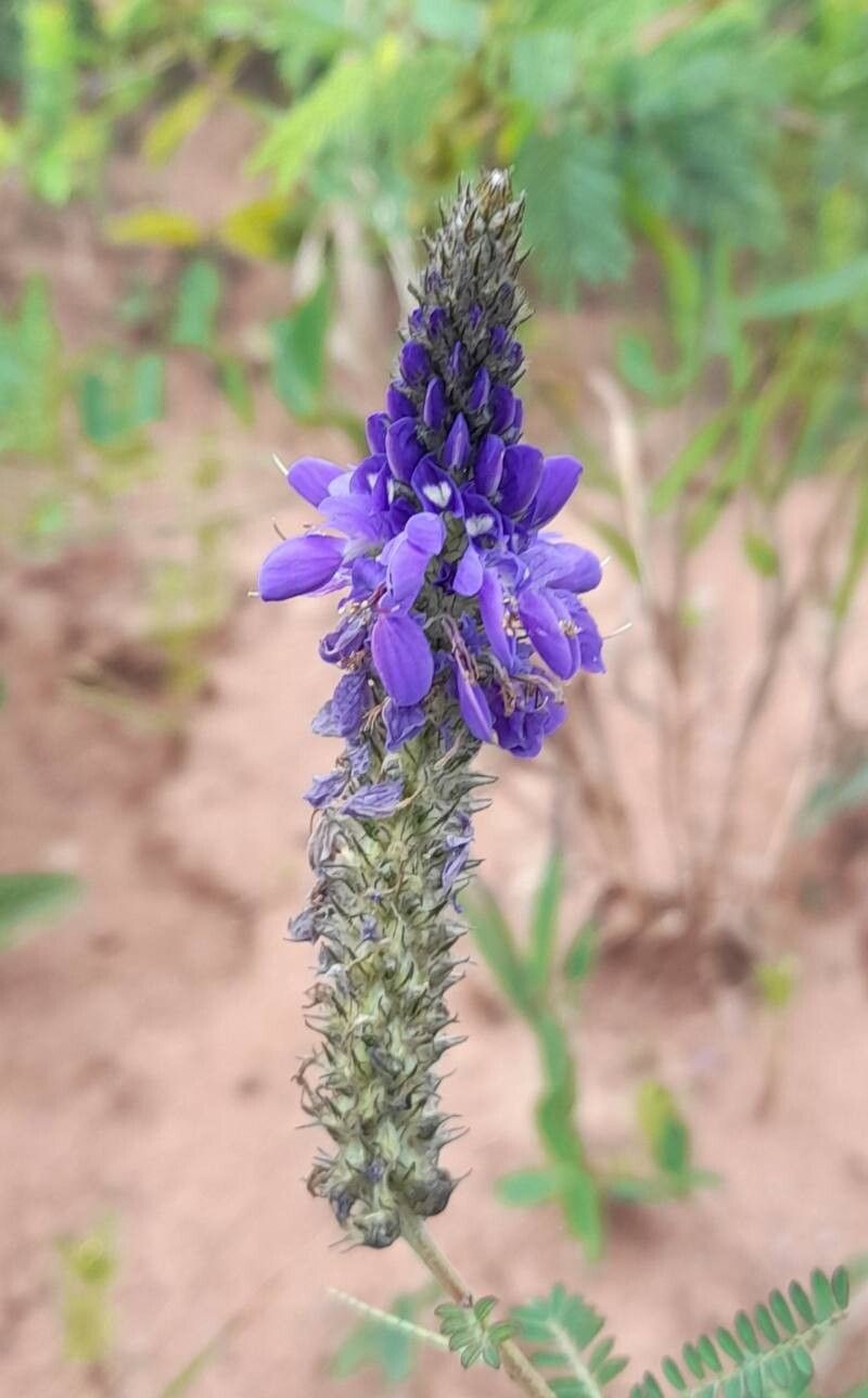 Dalea elegans flower