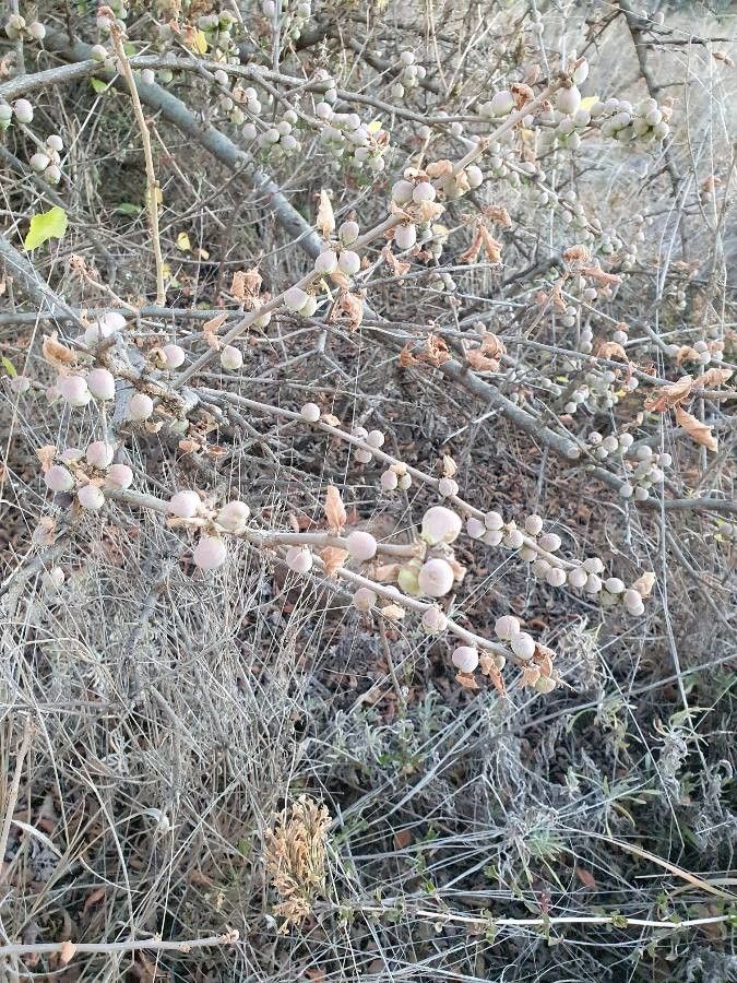 Commiphora africana fruit