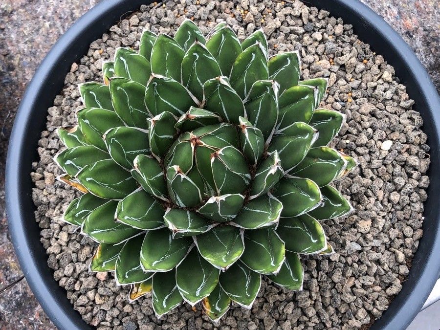 Agave havardiana — search result for 'Agave'