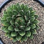 Agave havardiana