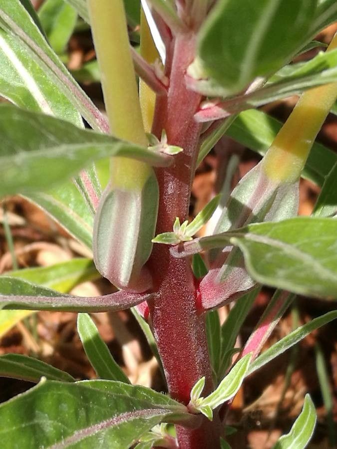 Oenothera elata bark