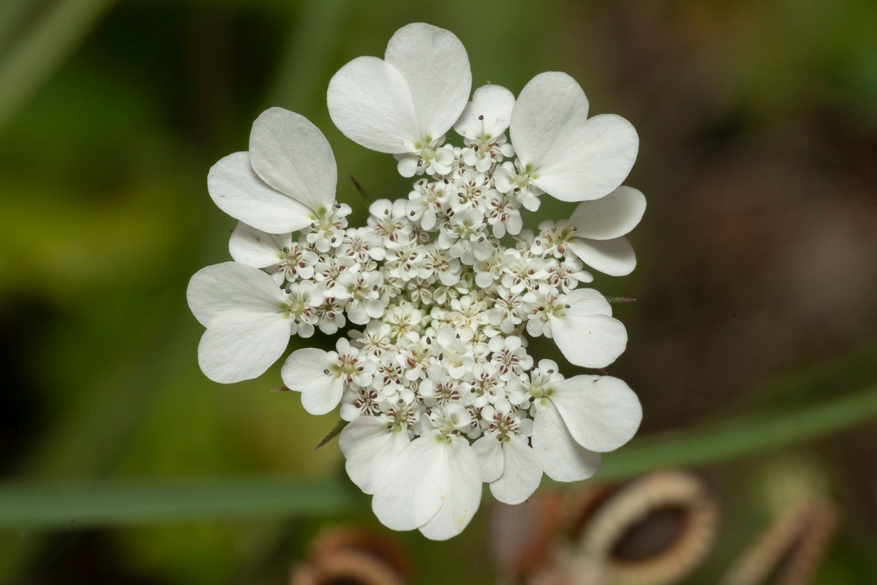 Tordylium aegaeum flower