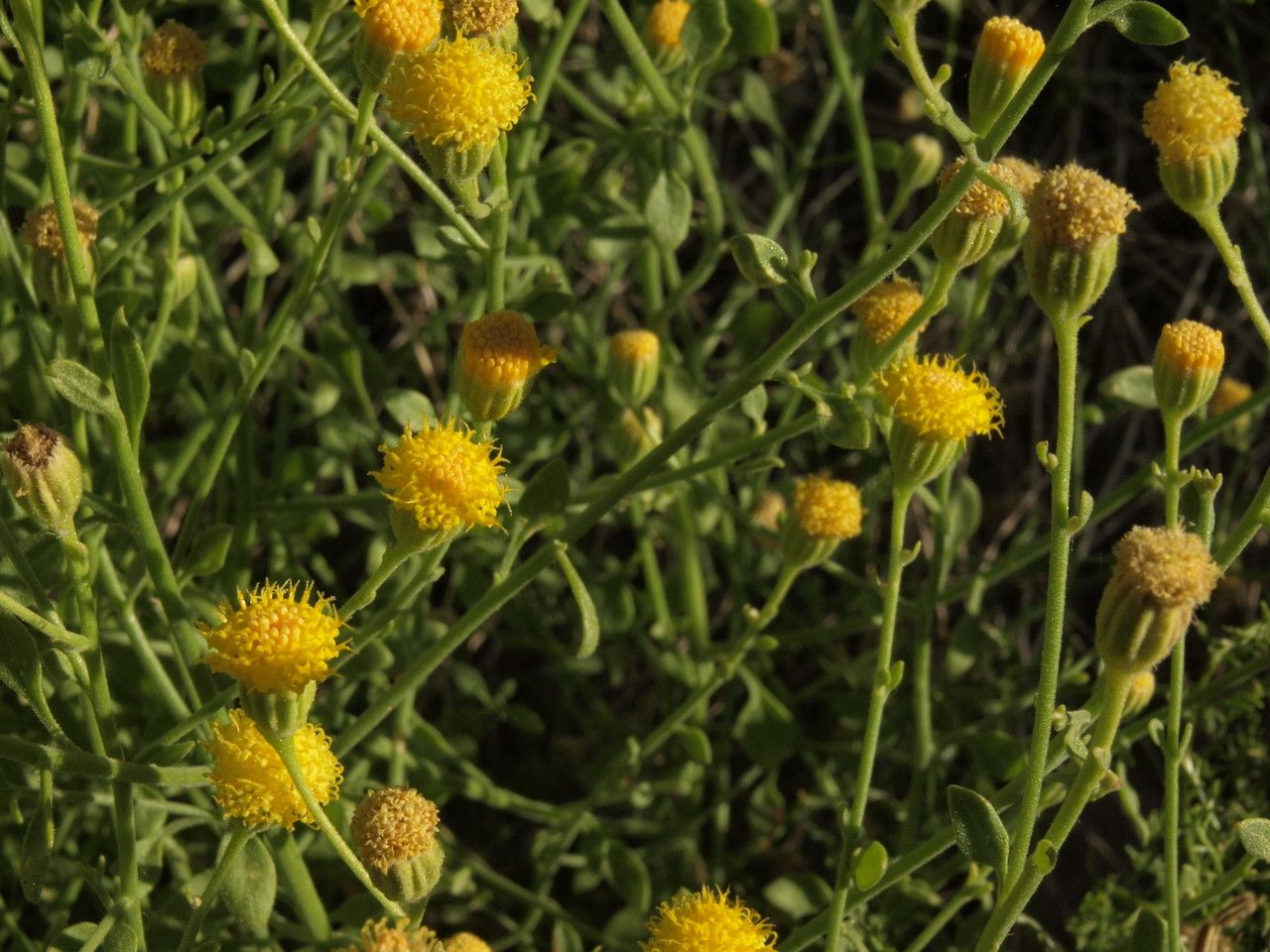 Perityle megalocephala flower