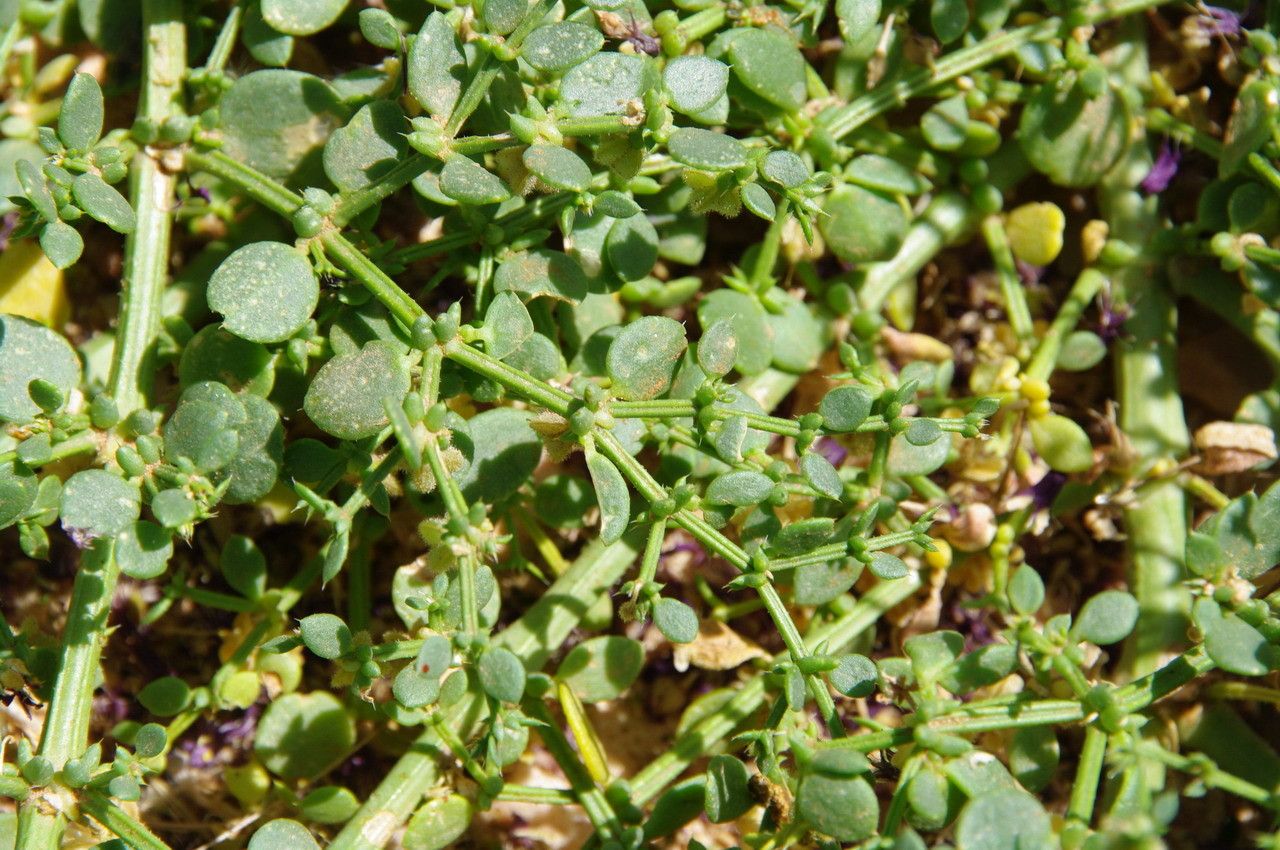 Fagonia latifolia — houseplant care guide