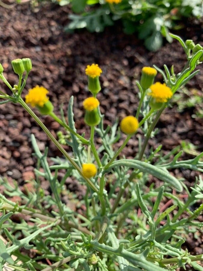 Senecio massaicus leaf