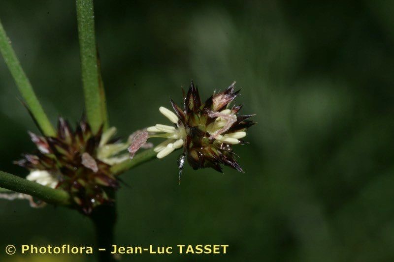 Juncus striatus — search result for 'Juncus'