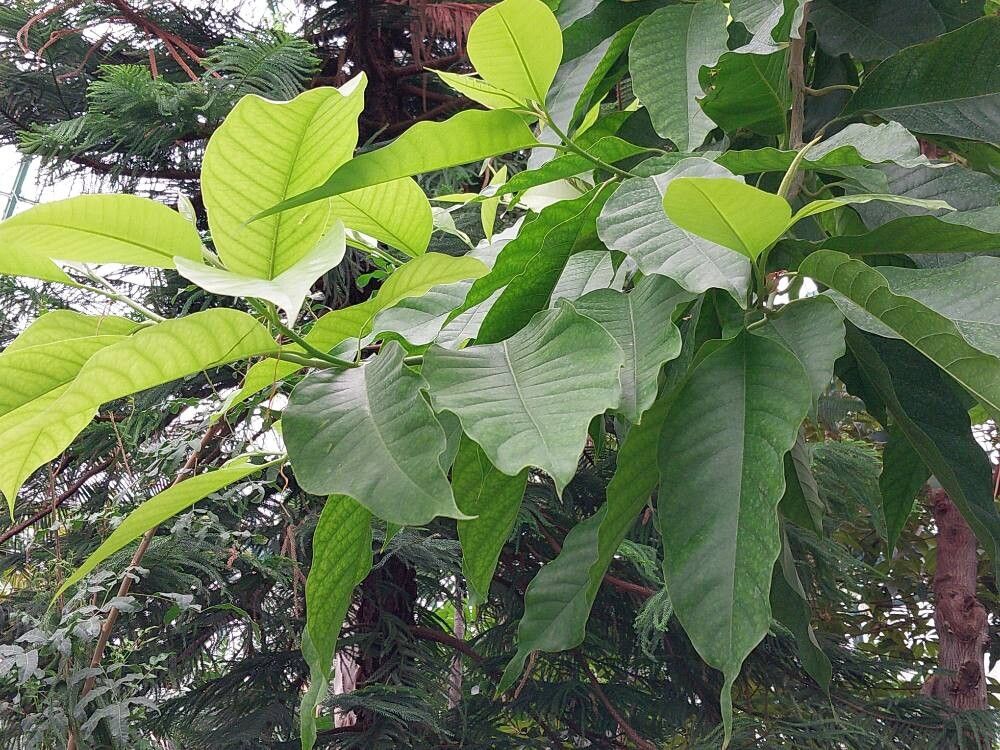 Magnolia × alba — search result for 'Magnolia'