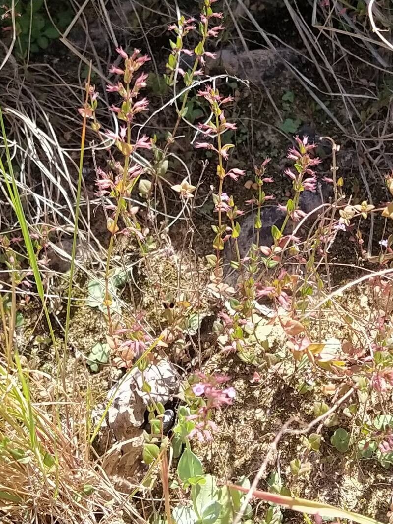 Micromeria microphylla flower