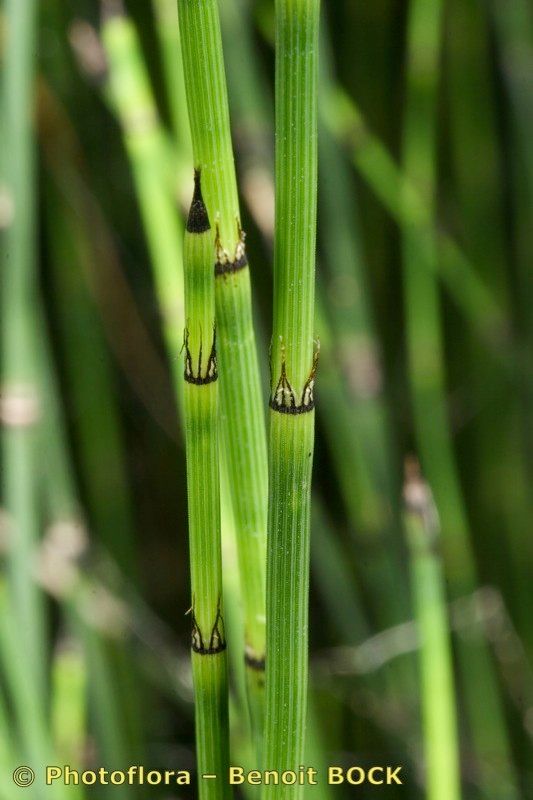 Equisetum × trachyodon fruit