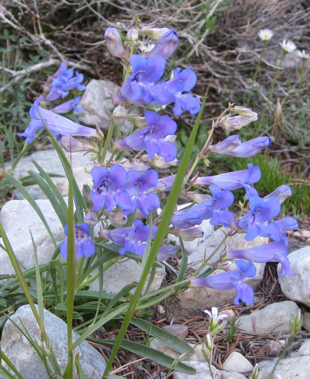 Penstemon humilis habit
