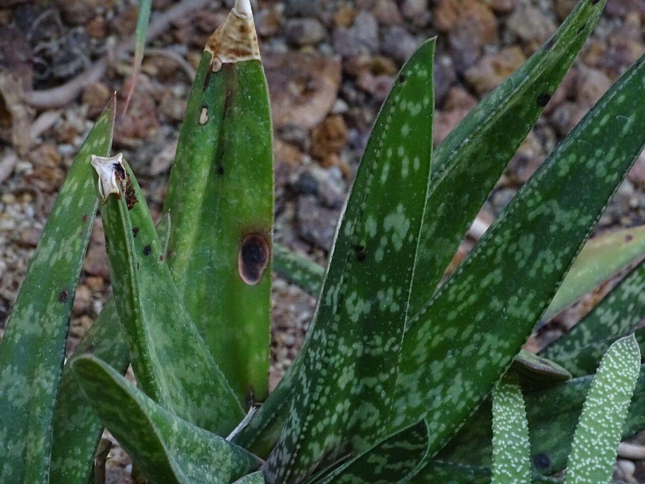 Gasteria nitida — search result for 'Eastern South Africa'