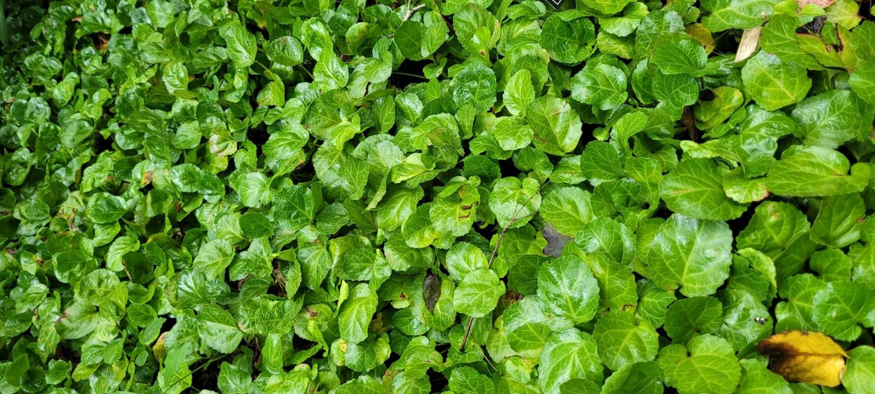 Shortia galacifolia habit