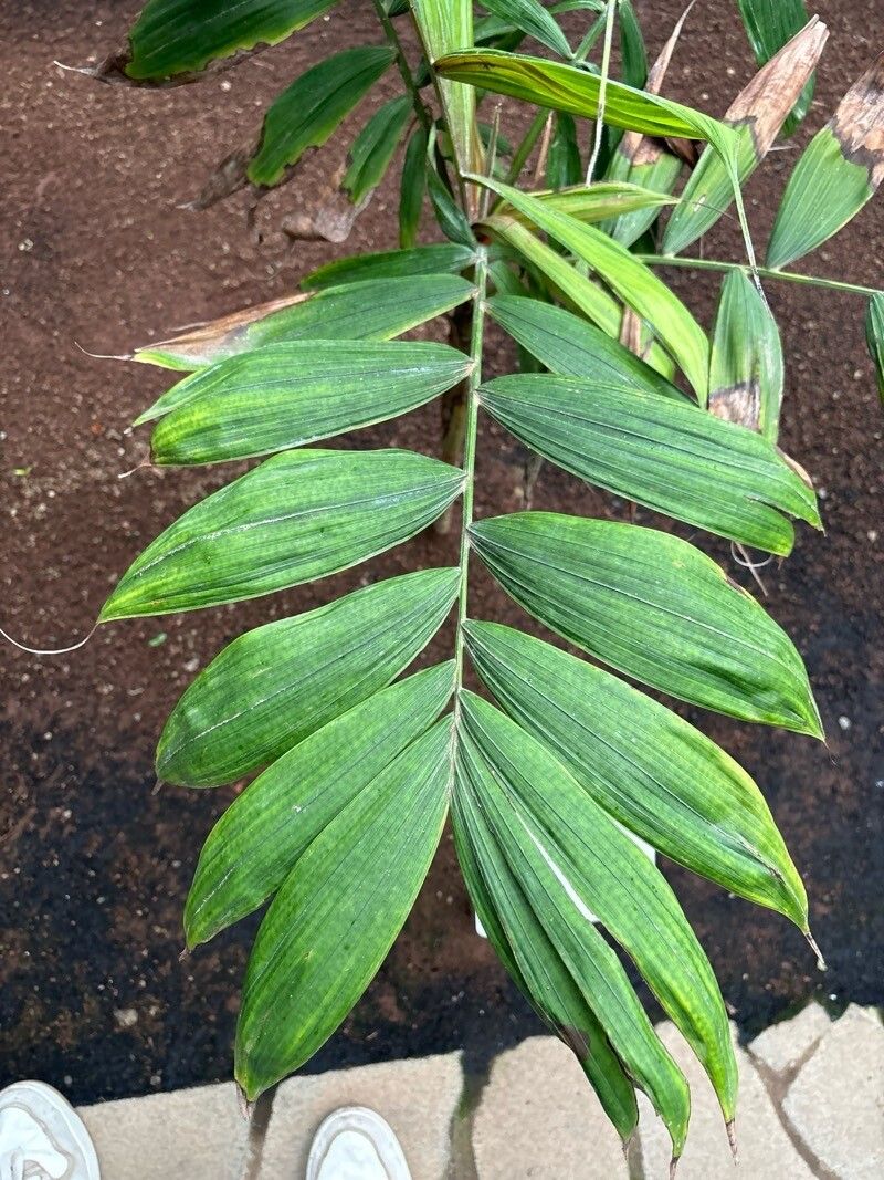 Calyptrocalyx polyphyllus — related species from the same genus