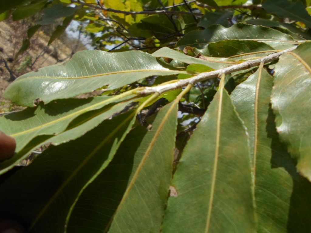 Ochna schweinfurthiana — houseplant care guide