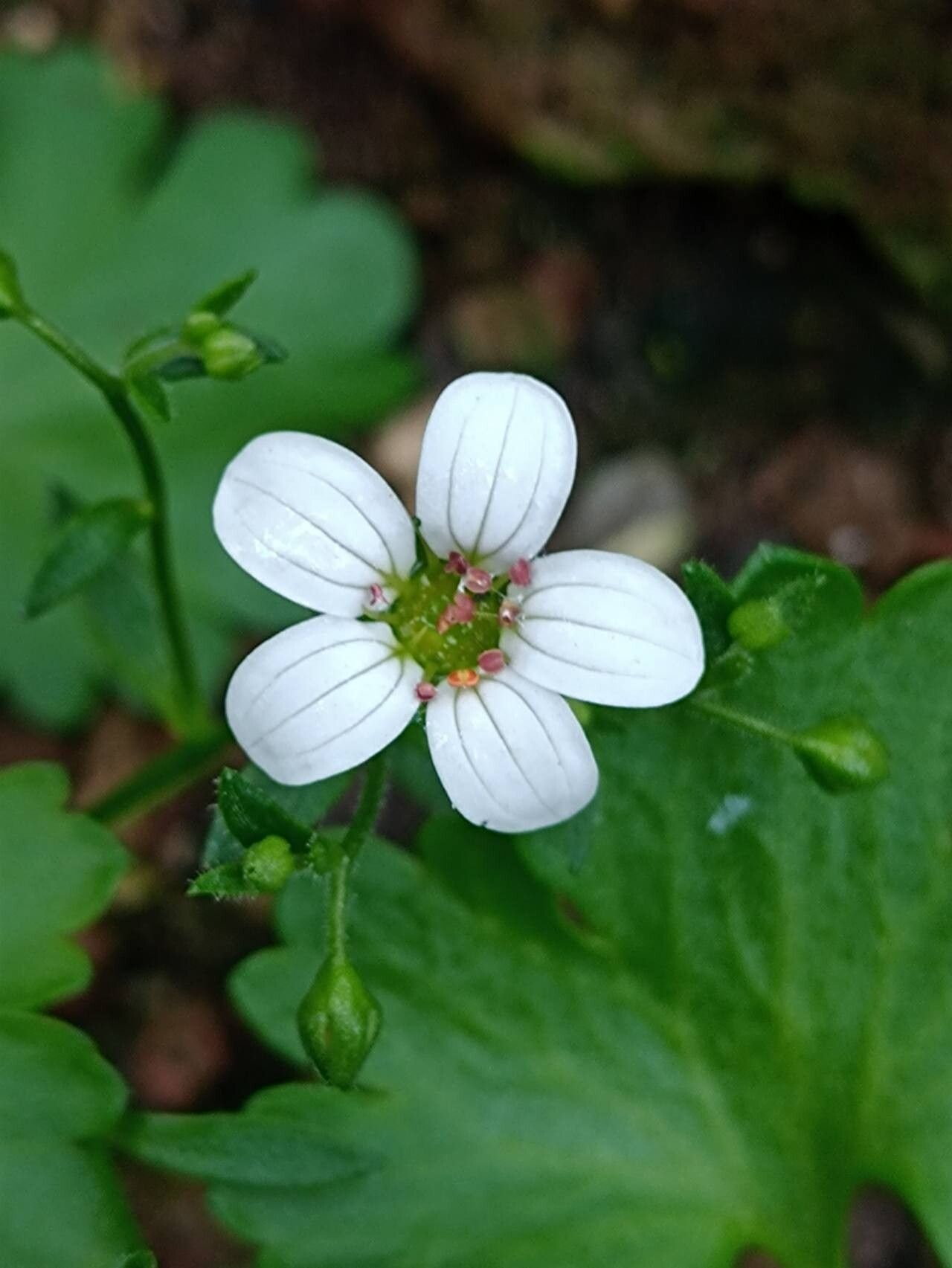 Saxifraga maderensis flower