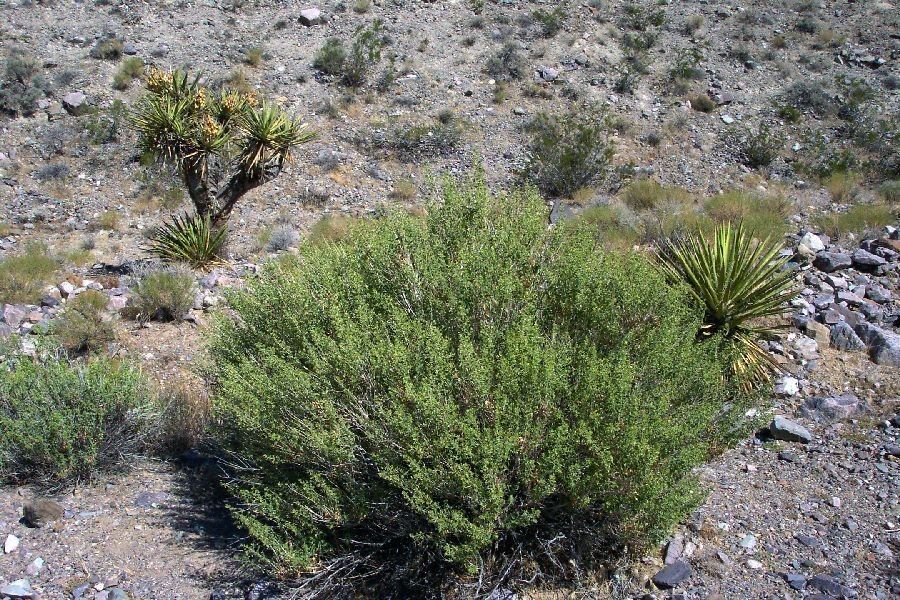 Brickellia desertorum — houseplant care guide