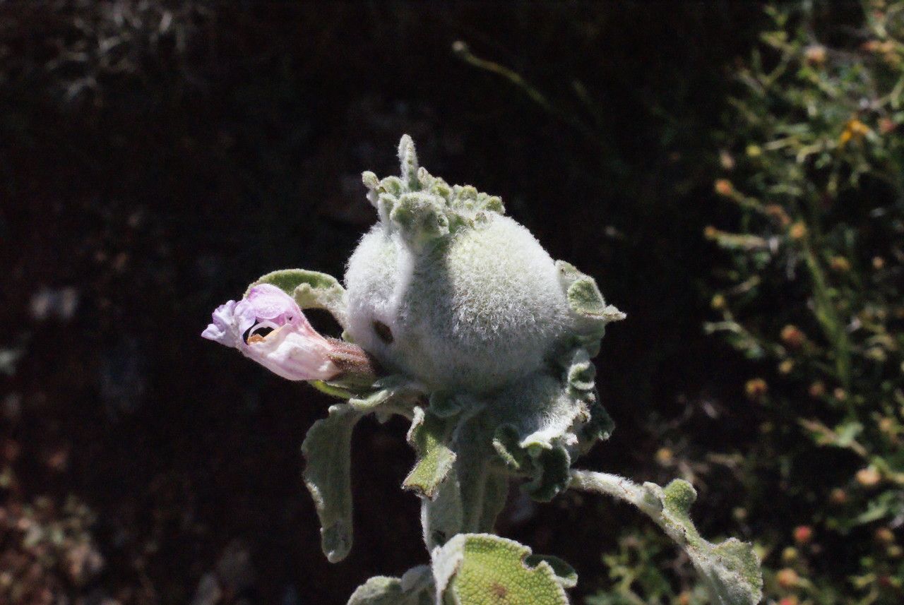 Salvia pomifera habit
