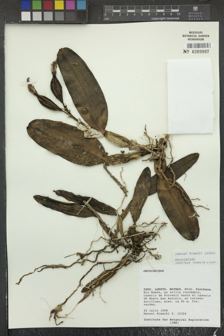 Cattleya luteola other