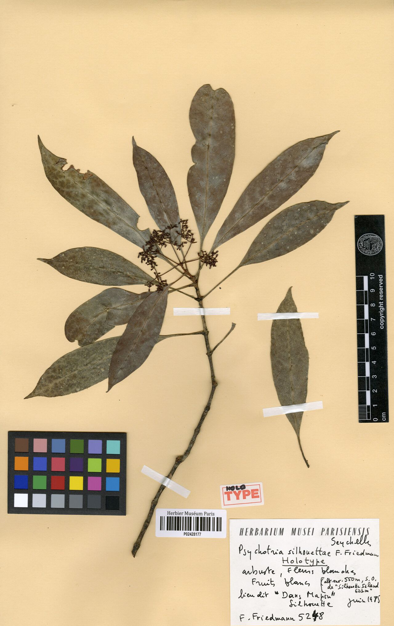 Psychotria silhouettae — houseplant care guide