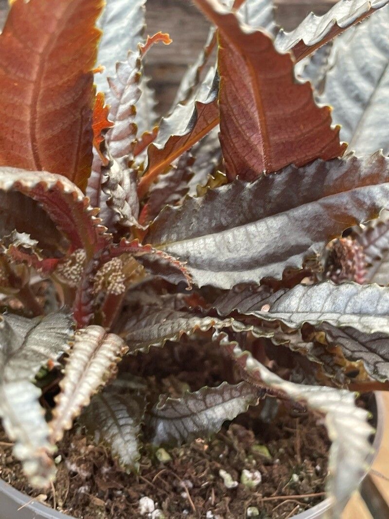 Pilea hitchcockii habit