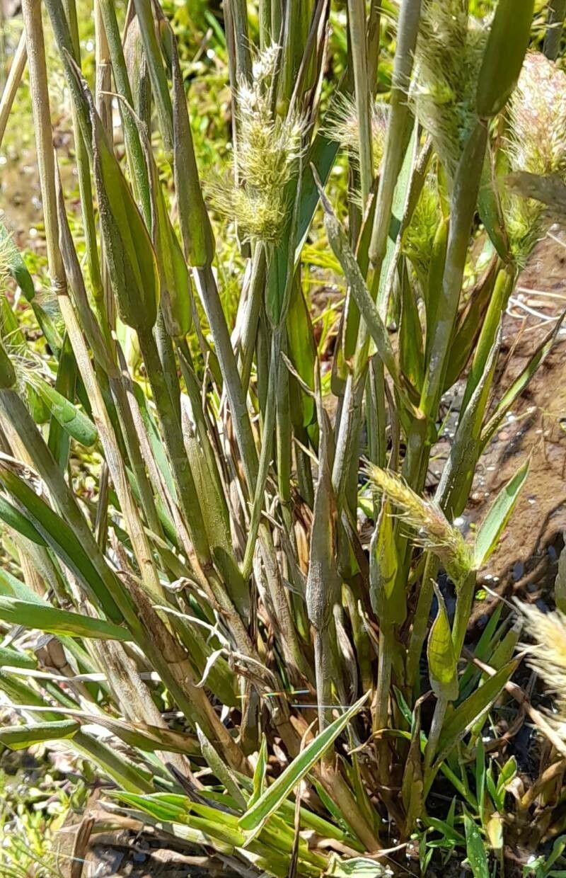 Polypogon australis bark