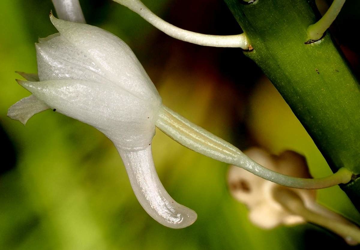 Calanthe hololeuca bark