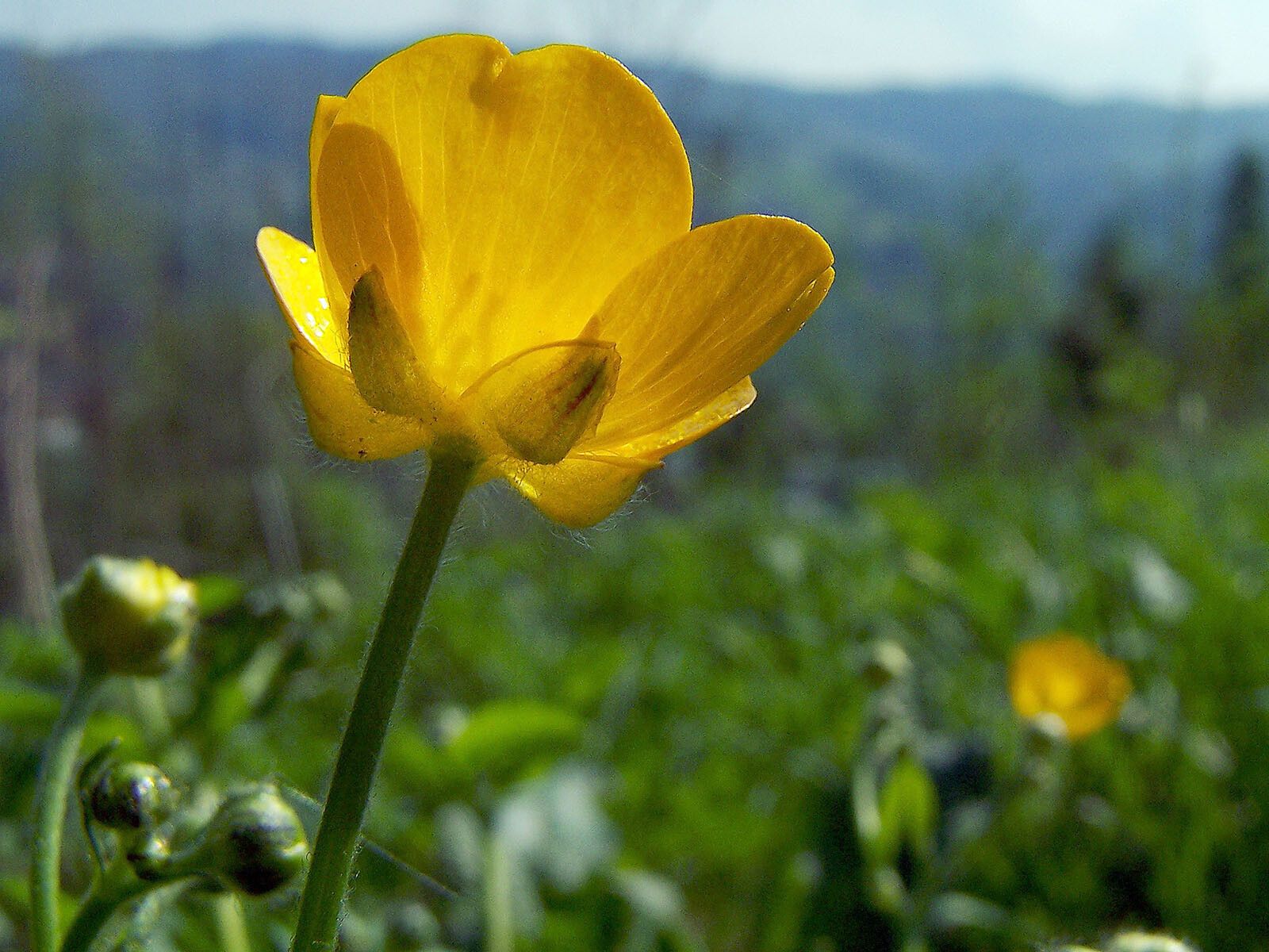 Ranunculus velutinus flower