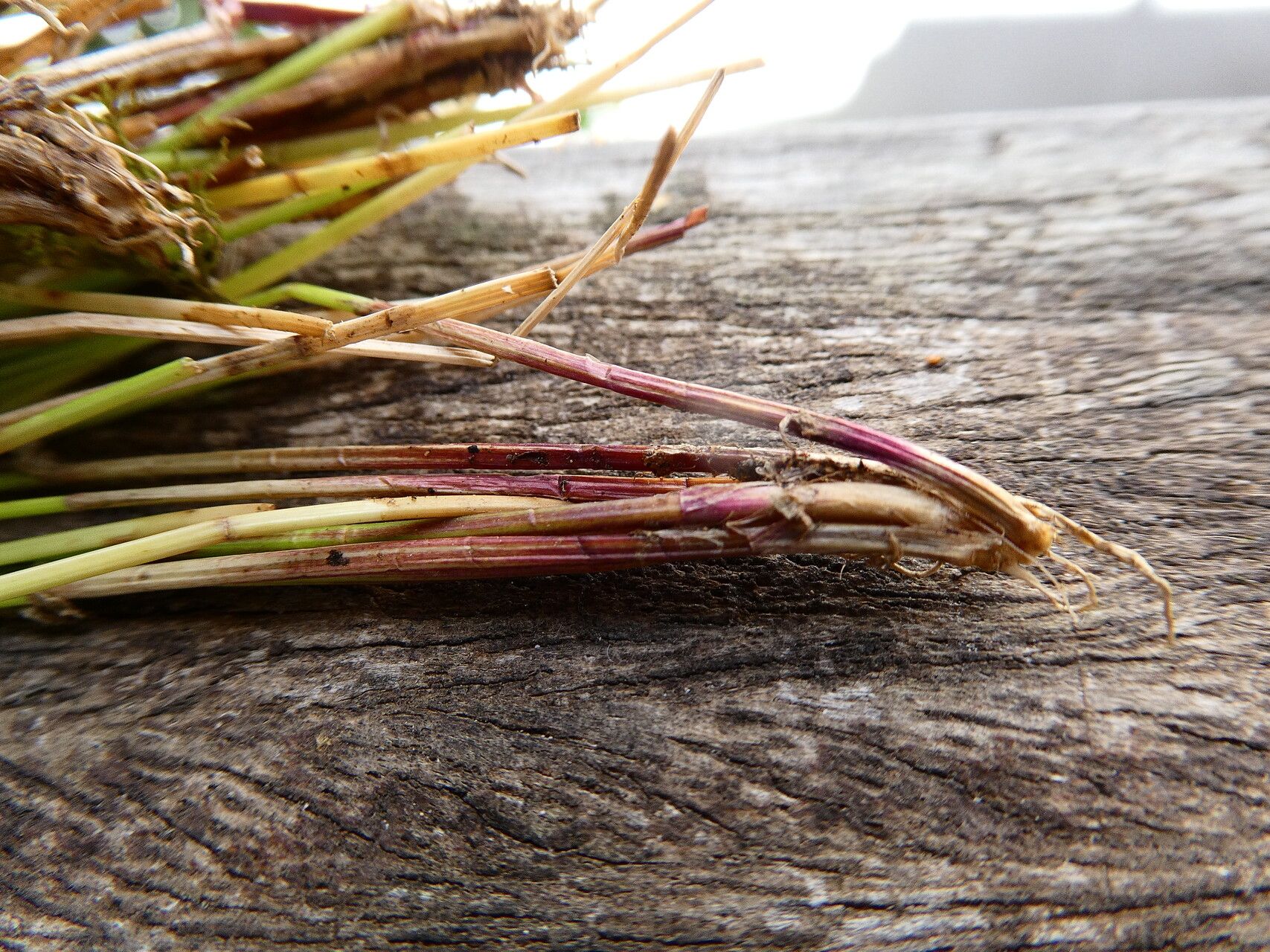 Eleocharis maculosa — search result for 'Eleocharis'