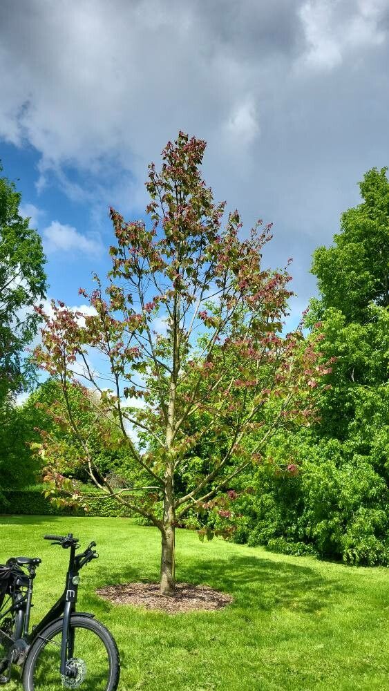 Tilia endochrysea habit